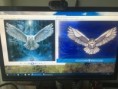 /album/fotogalerij-vogels/img-3109-jpg/